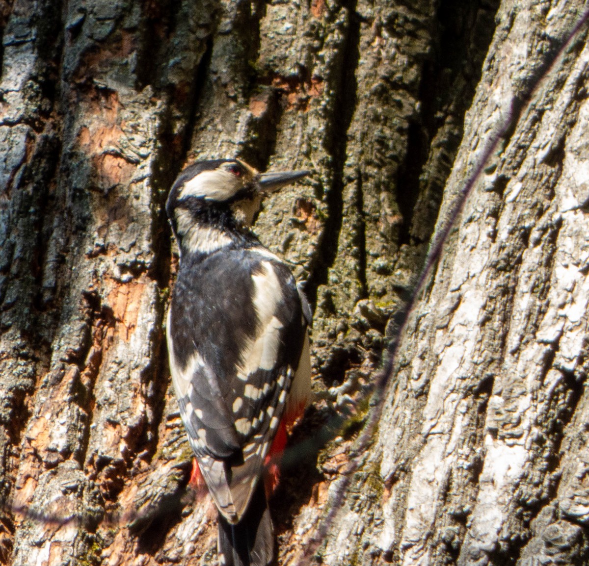 Great Spotted Woodpecker - ML617365118