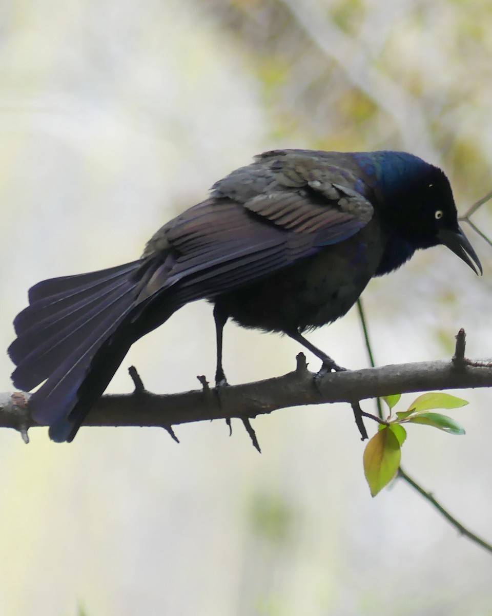 Common Grackle - ML617365122