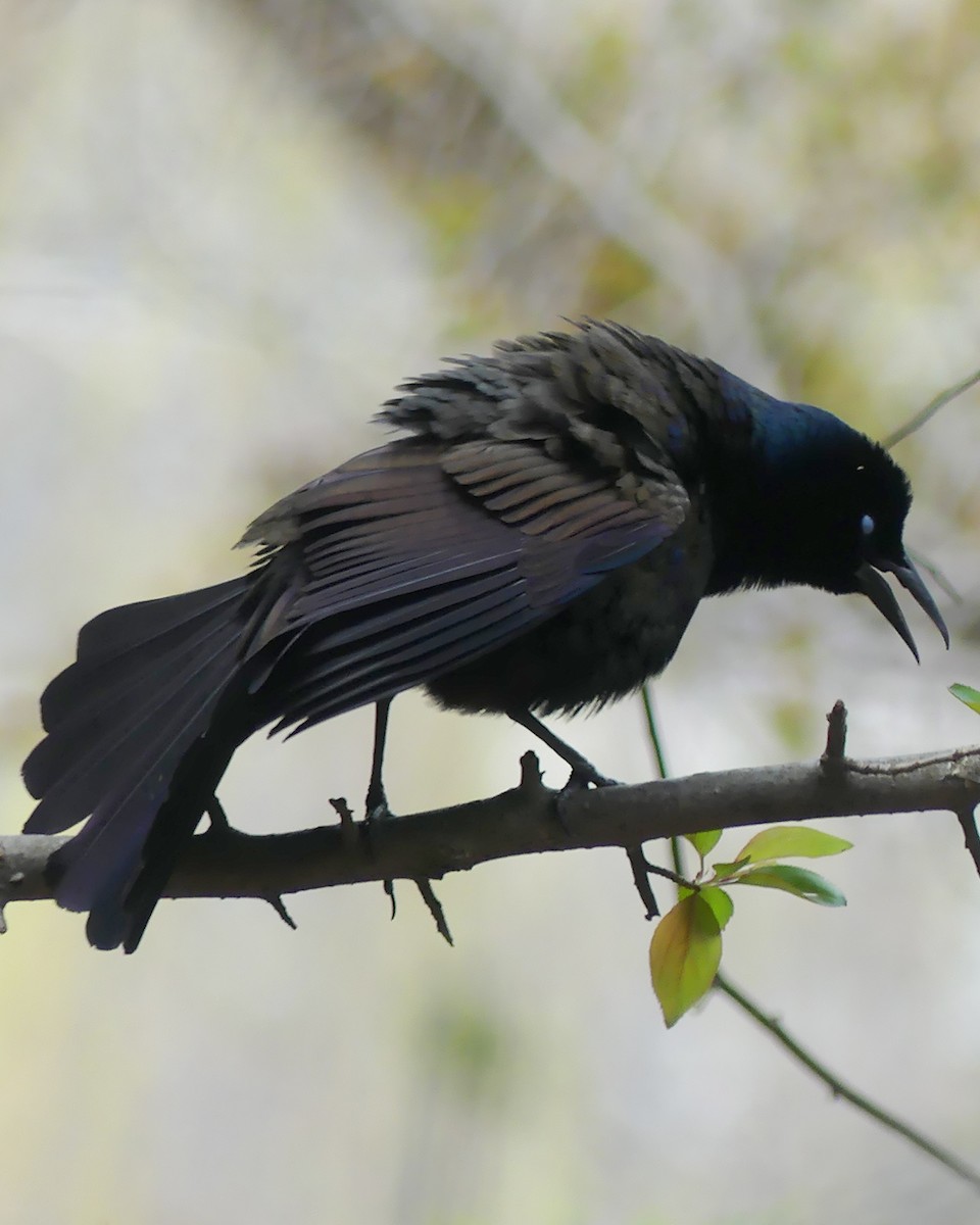 Common Grackle - ML617365123