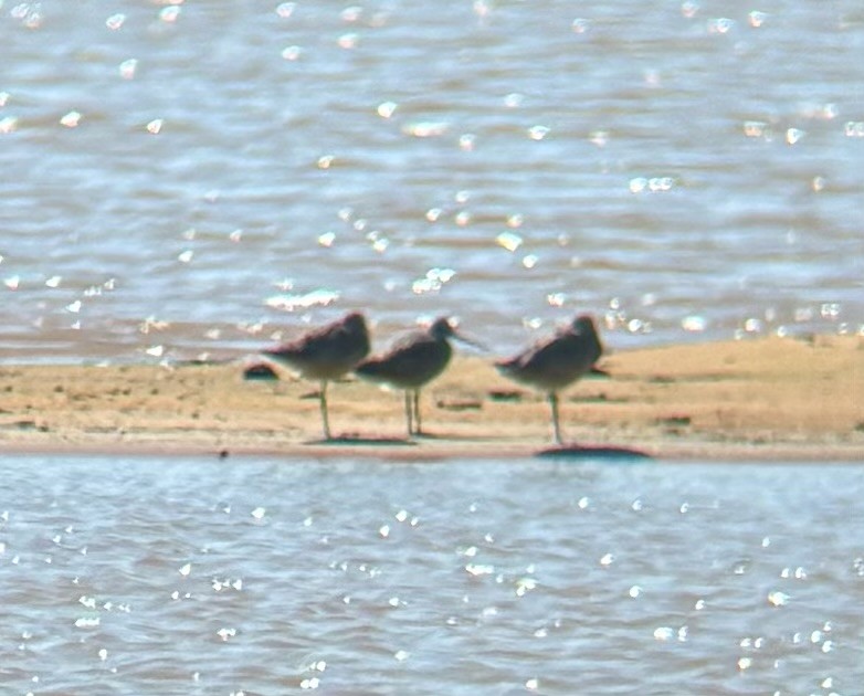 Marbled Godwit - ML617365127