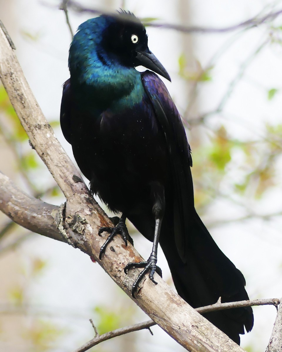 Common Grackle - ML617365142