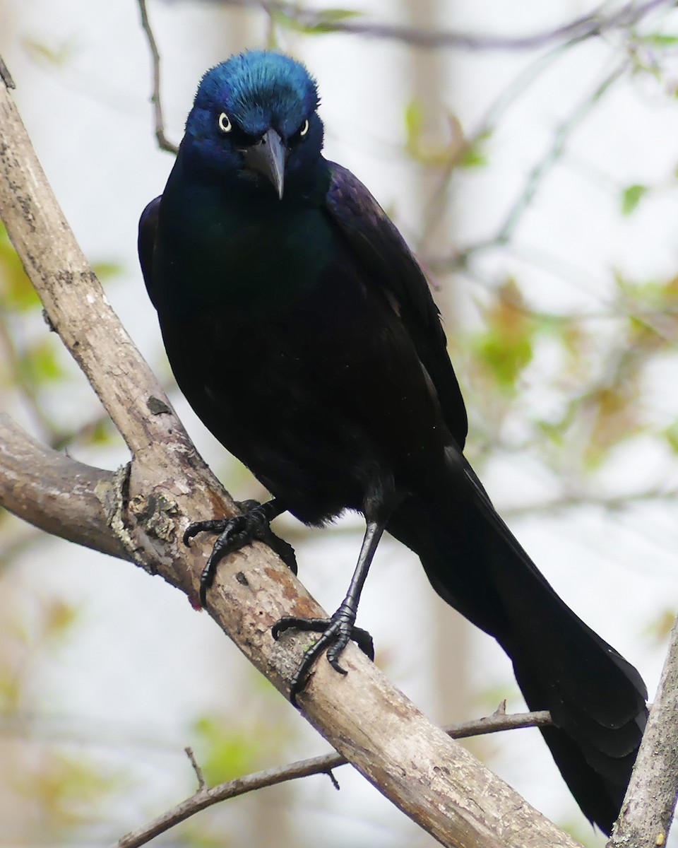 Common Grackle - ML617365143