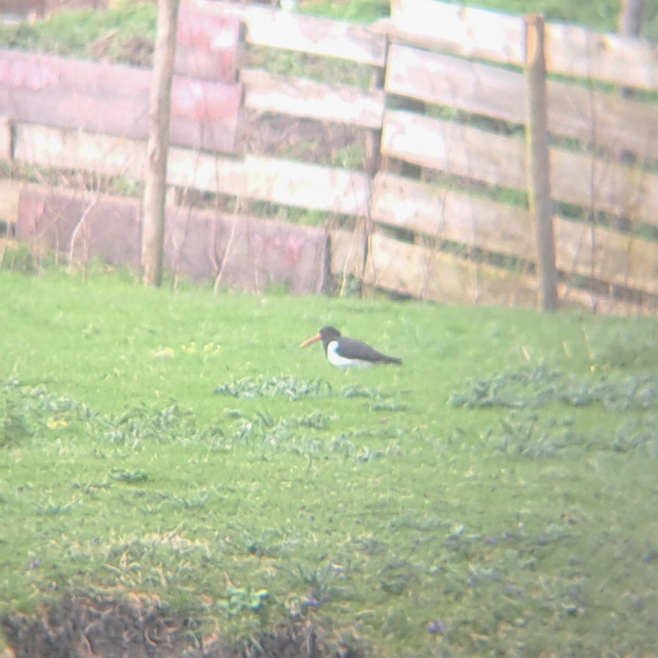 Eurasian Oystercatcher - Anonymous