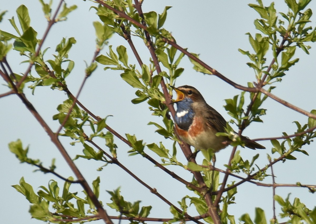 Bluethroat - ML617365171