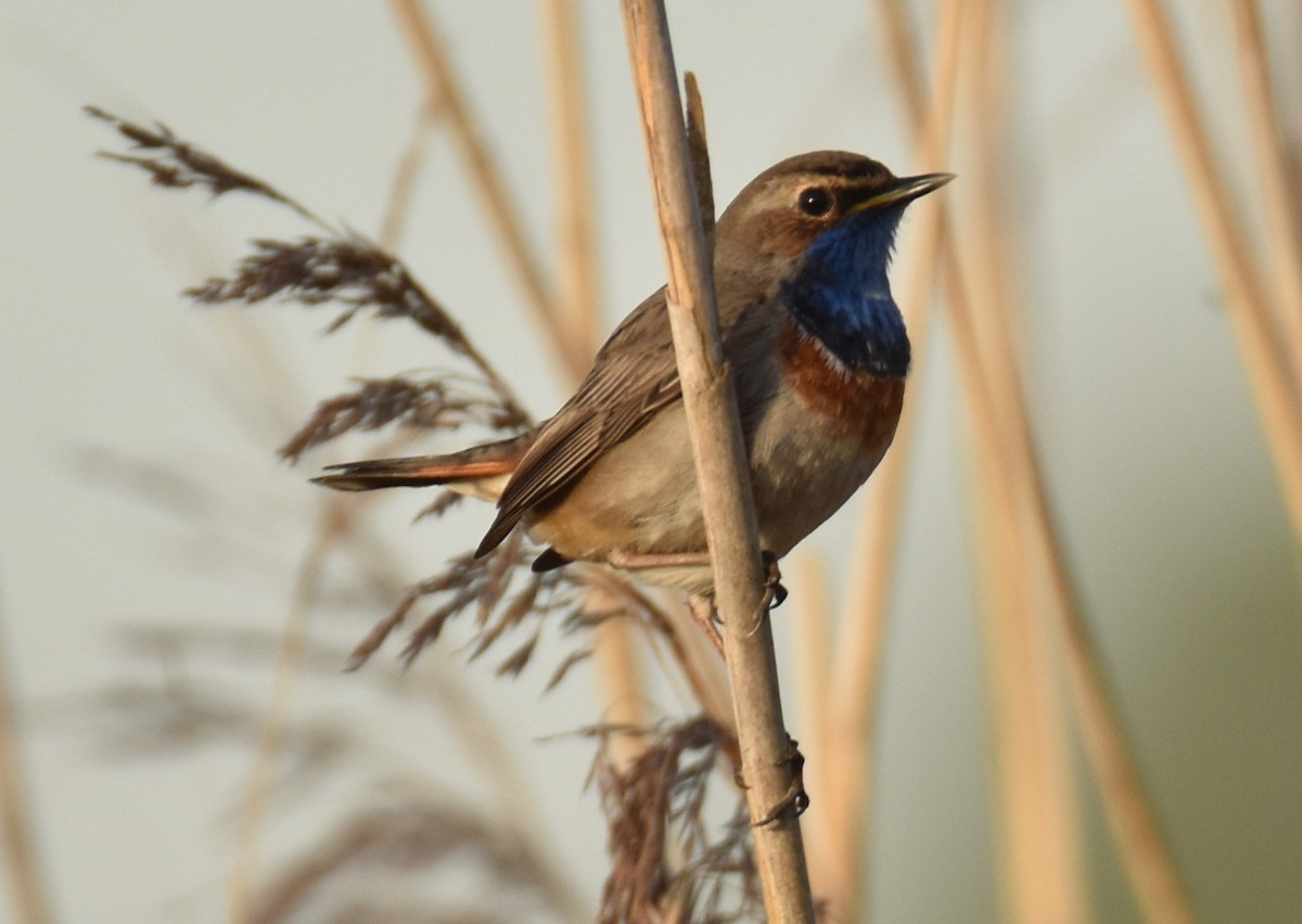 Bluethroat - ML617365184