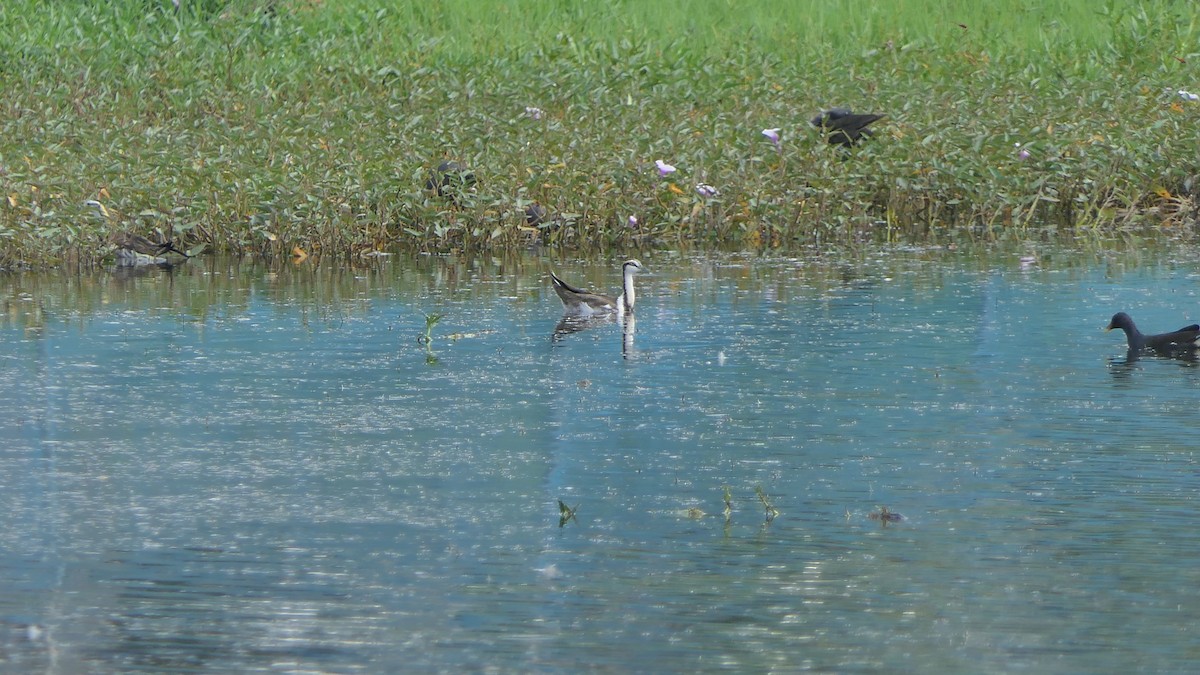 Pheasant-tailed Jacana - Bijoy Venugopal