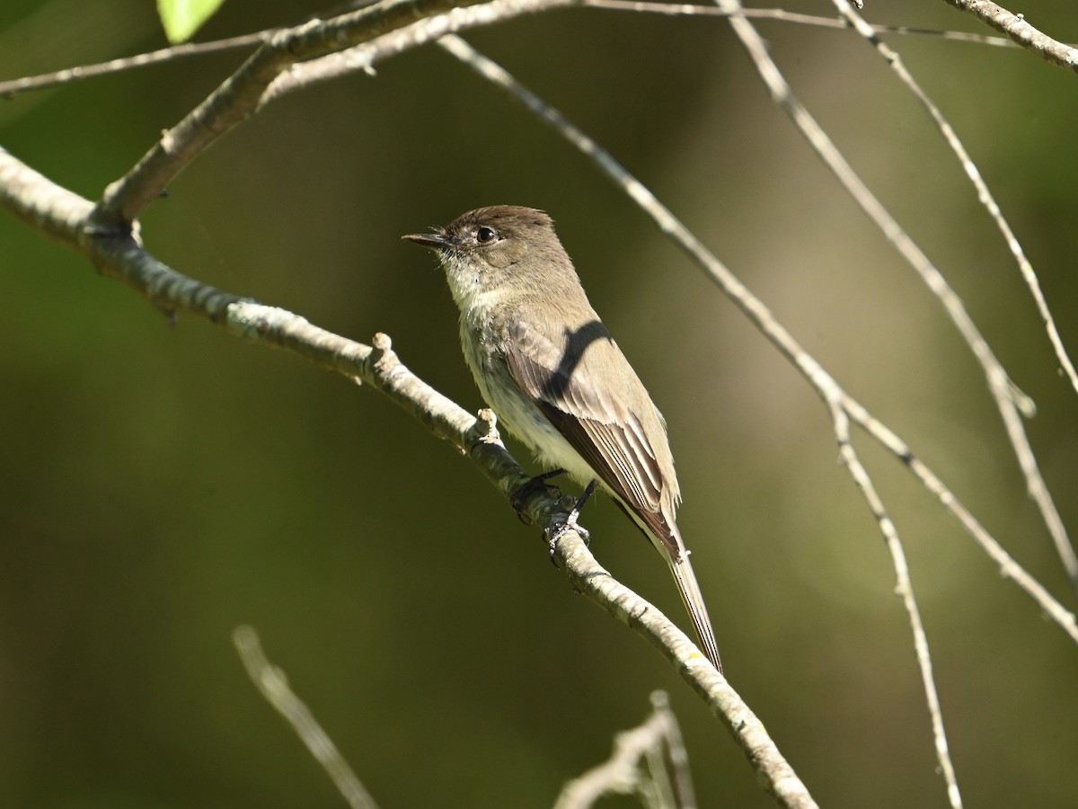 Eastern Phoebe - ML617365213