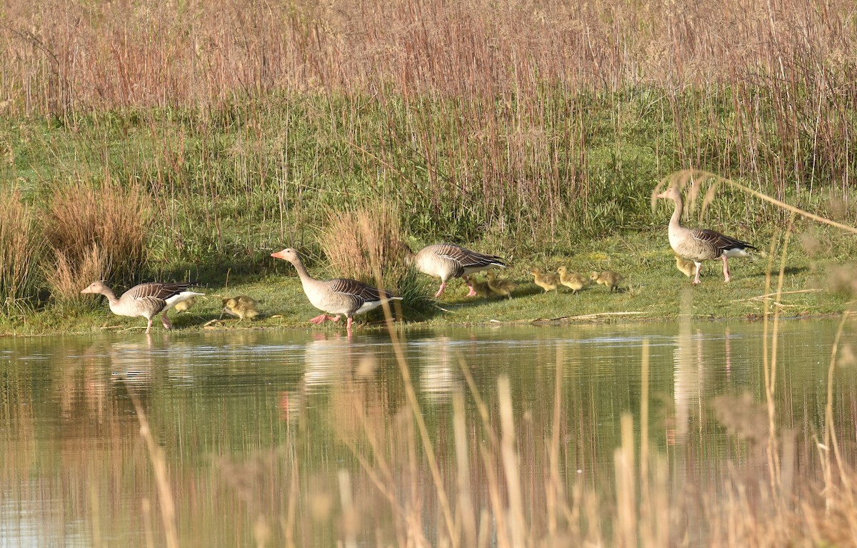 Graylag Goose - ML617365221