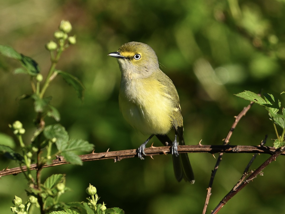 White-eyed Vireo - ML617365263