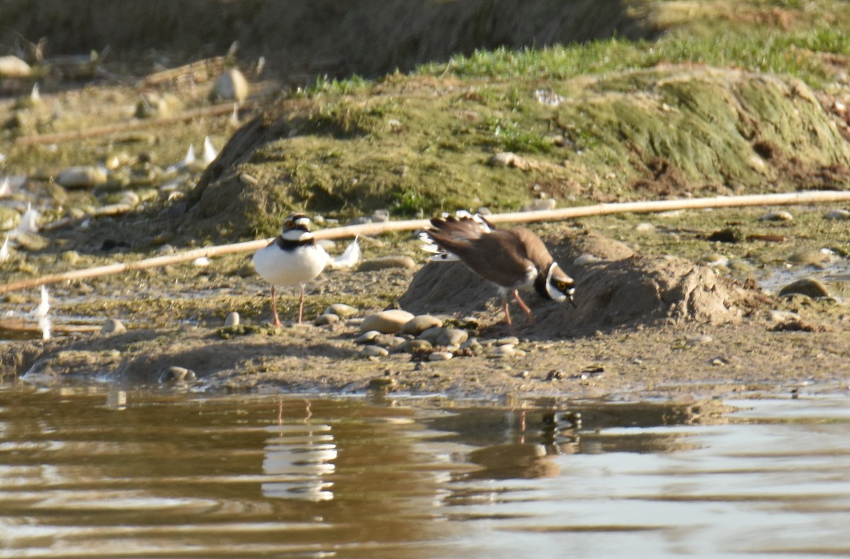 Little Ringed Plover - ML617365271