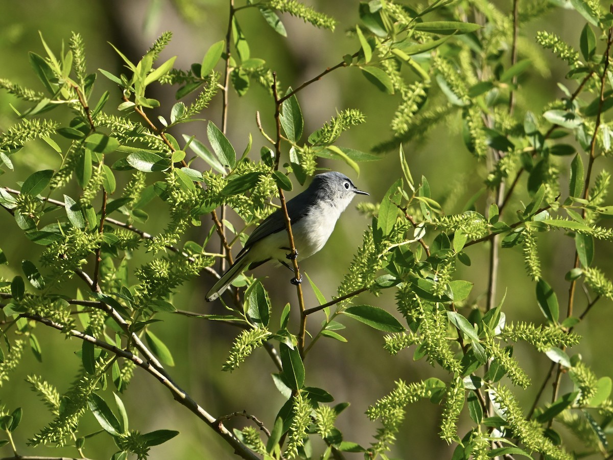 Blue-gray Gnatcatcher - ML617365310