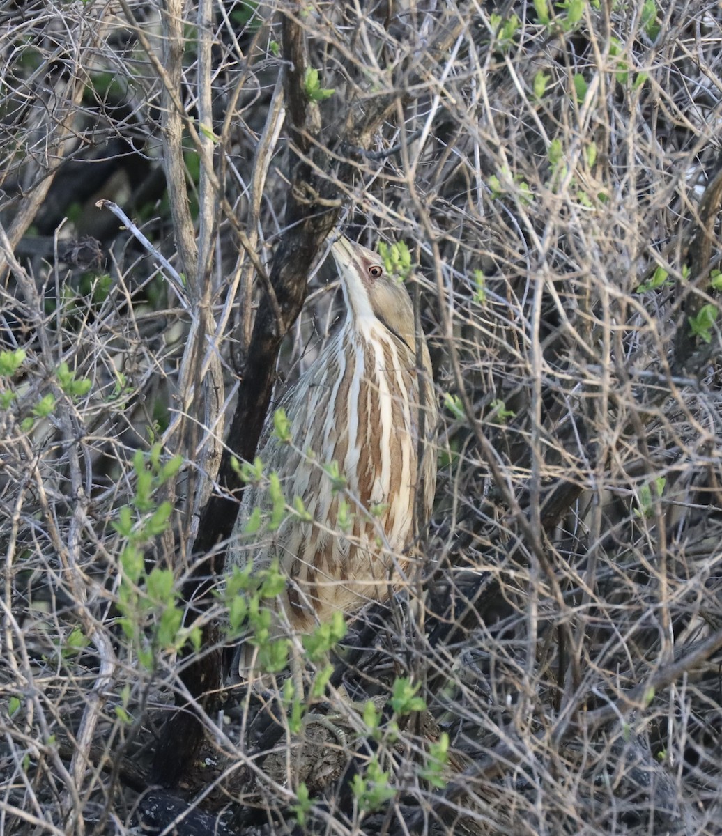 American Bittern - ML617365328