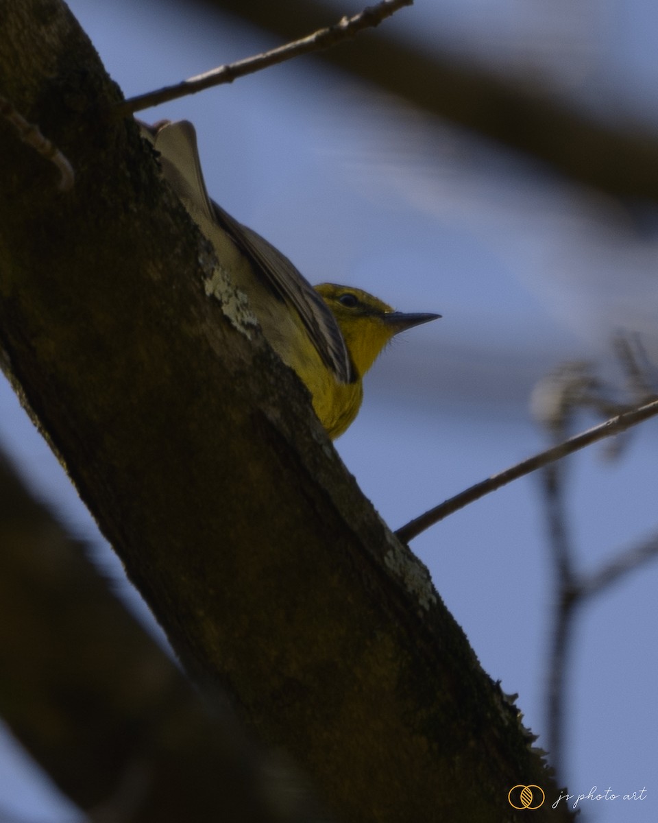 Pine Warbler - James Stone