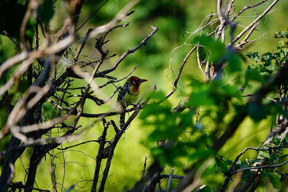 Flammenkopf-Bartvogel - ML617365398