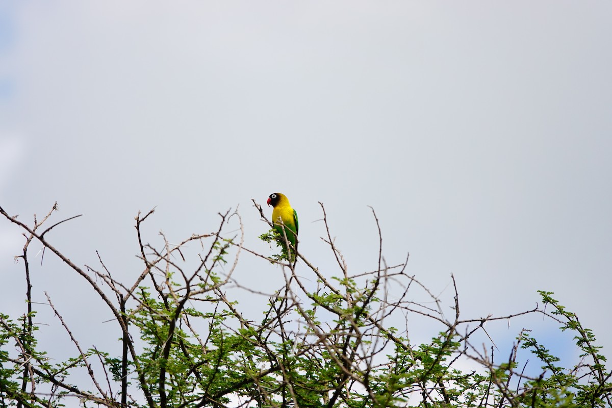 Sarı Boyunlu Cennet Papağanı - ML617365402