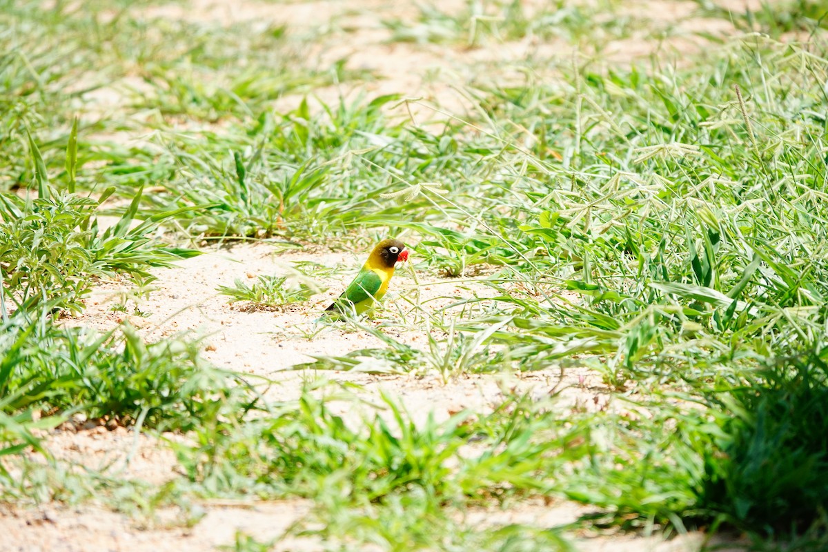 Yellow-collared Lovebird - ML617365406