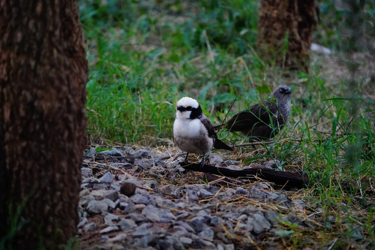 White-rumped Shrike - ML617365411