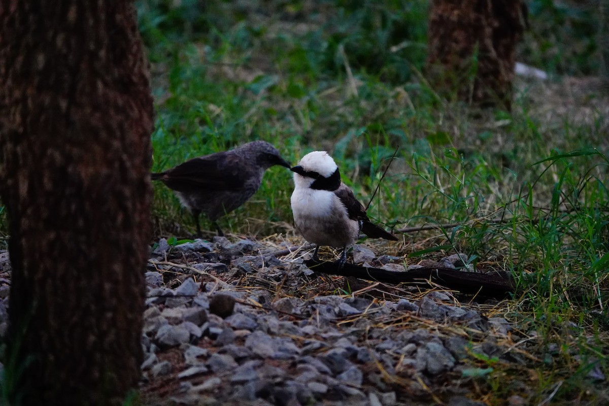 White-rumped Shrike - ML617365419