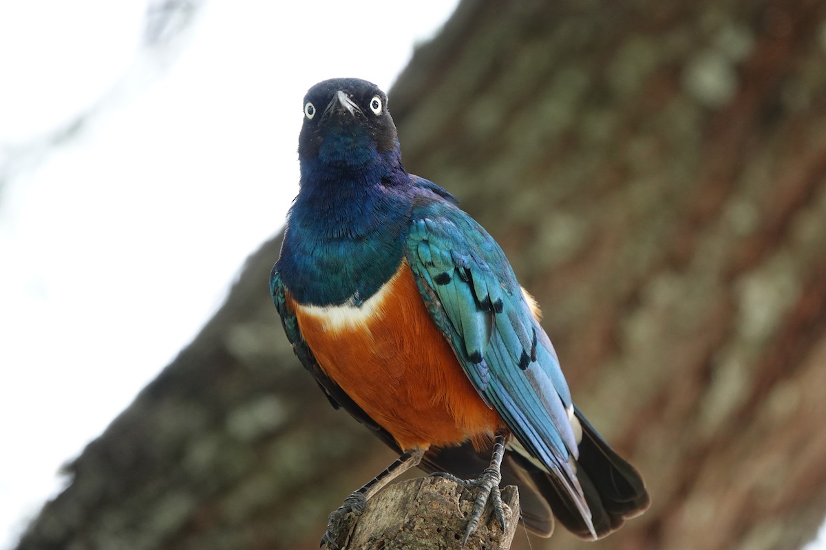 Superb Starling - ML617365439