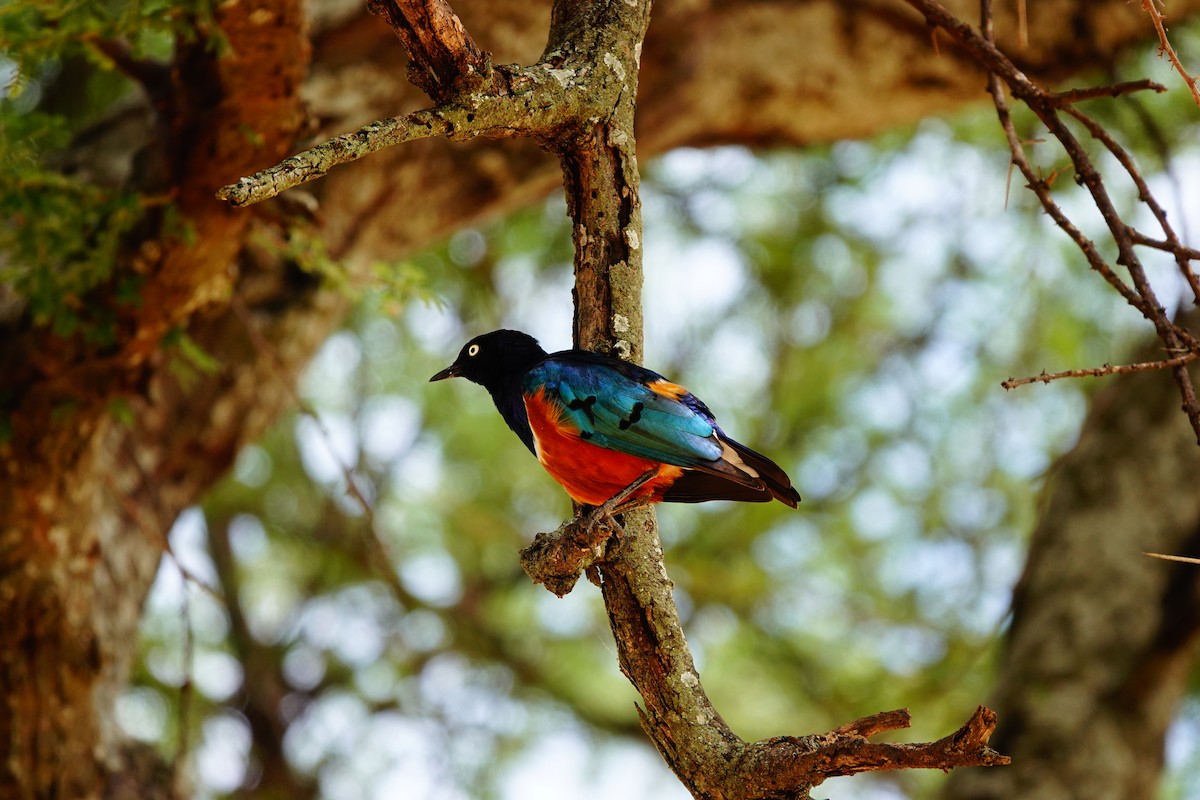 Superb Starling - ML617365440