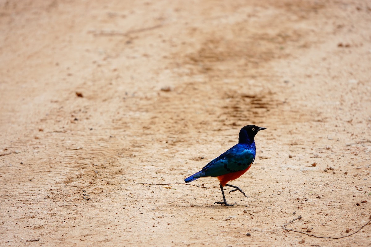 Superb Starling - ML617365445