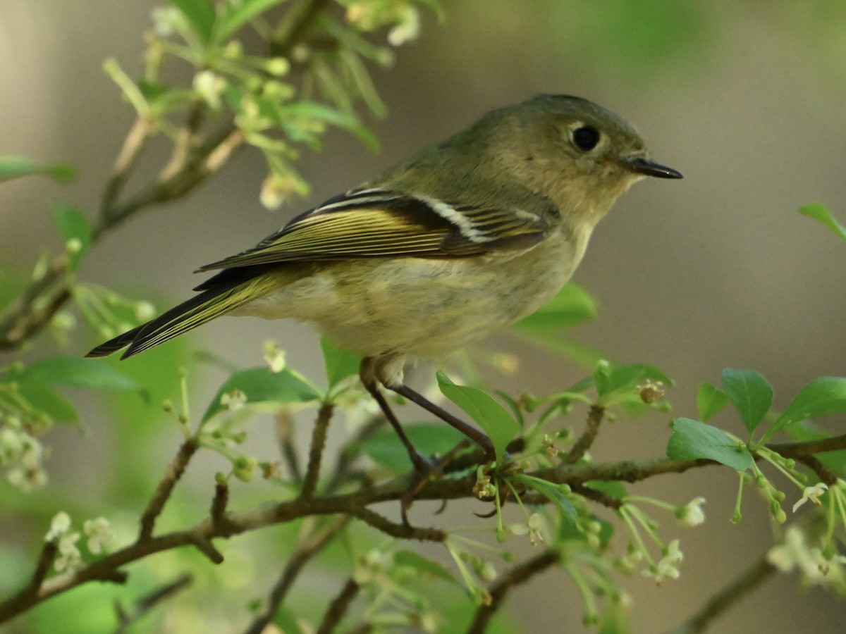 Ruby-crowned Kinglet - ML617365448