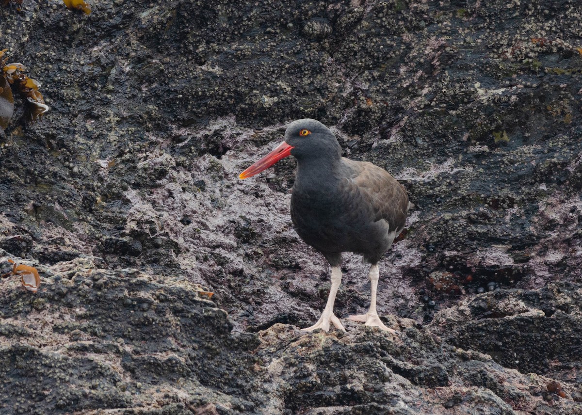 Blackish Oystercatcher - Joaquin Muñoz