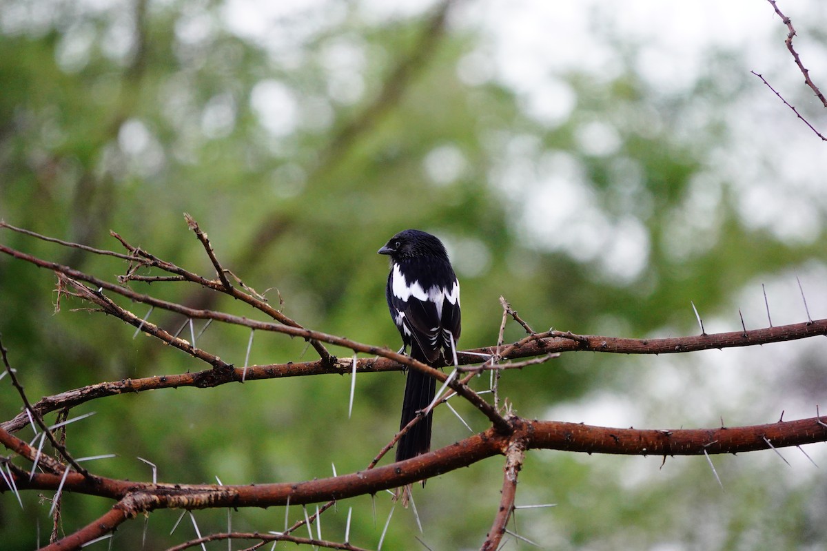 Magpie Shrike - ML617365460