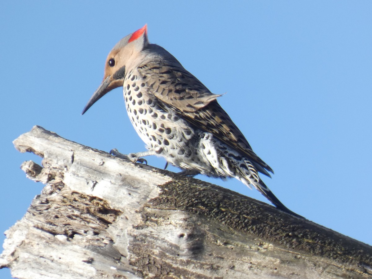 Northern Flicker - ML617365465