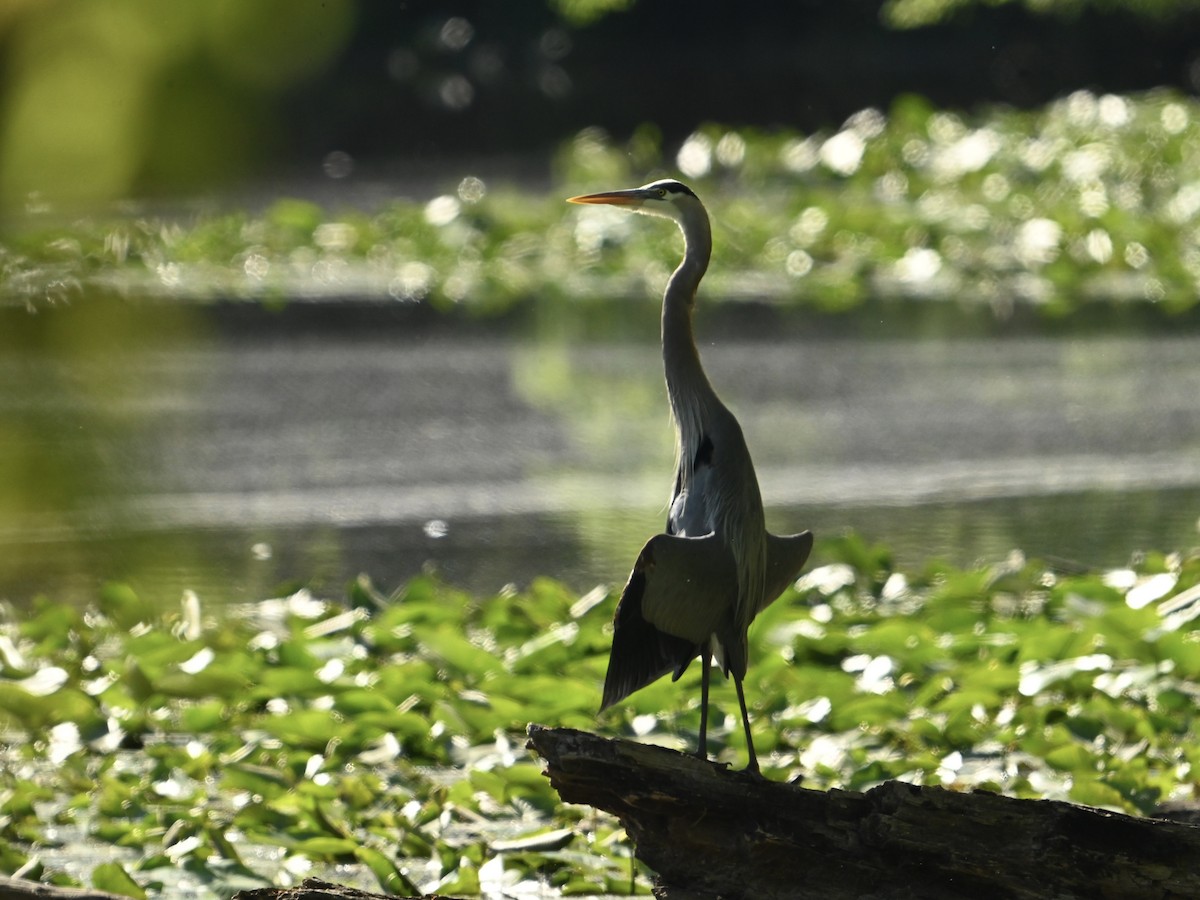 Great Blue Heron - ML617365476