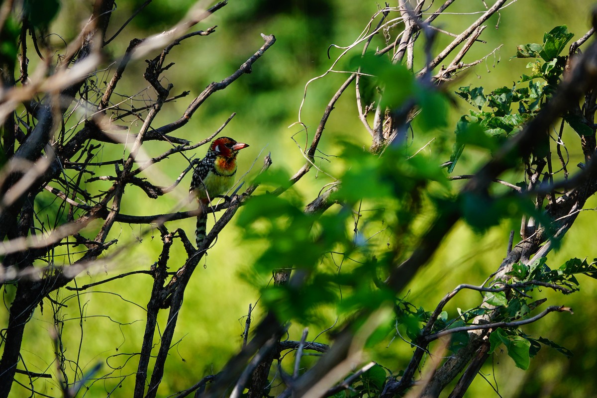 Flammenkopf-Bartvogel - ML617365523