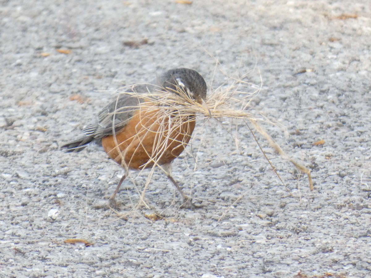 American Robin - ML617365531