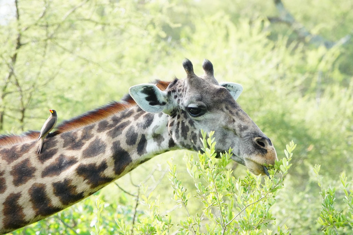 Red-billed Oxpecker - ML617365554