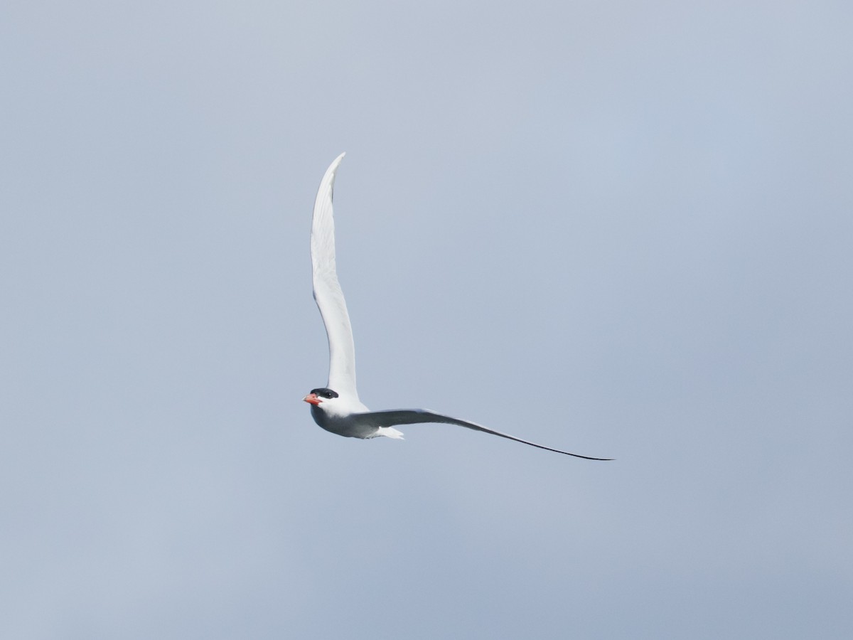 Caspian Tern - ML617365556