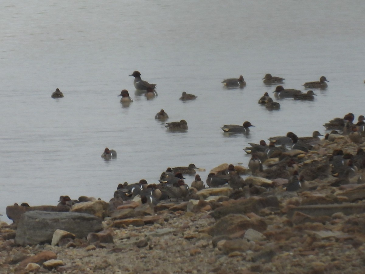 Green-winged Teal - ML617365563