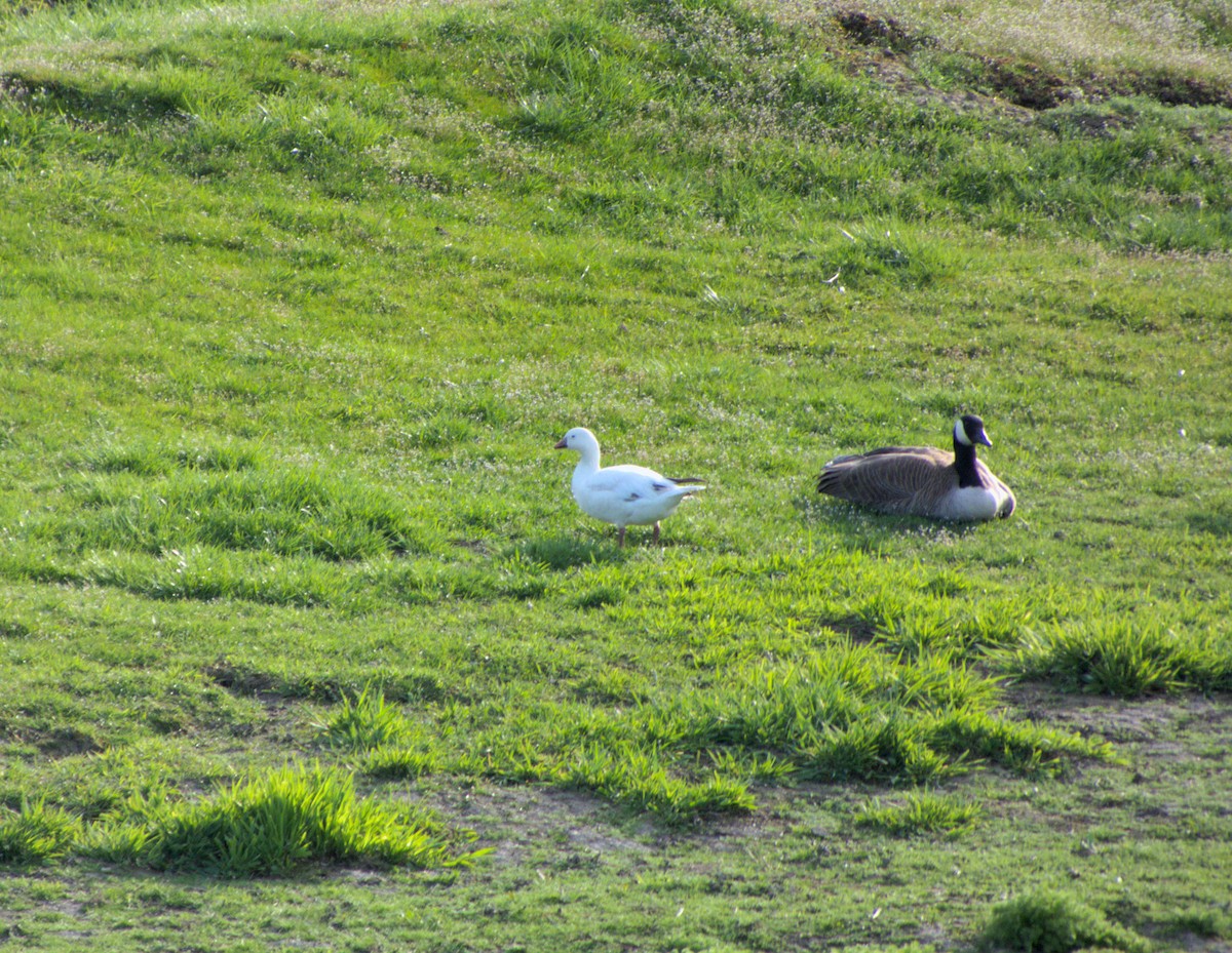 Ross's Goose - ML617365587