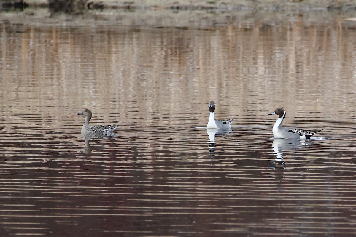 Northern Pintail - ML617365610