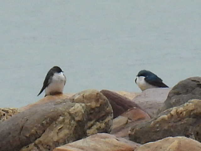 Tree Swallow - Joe McGill