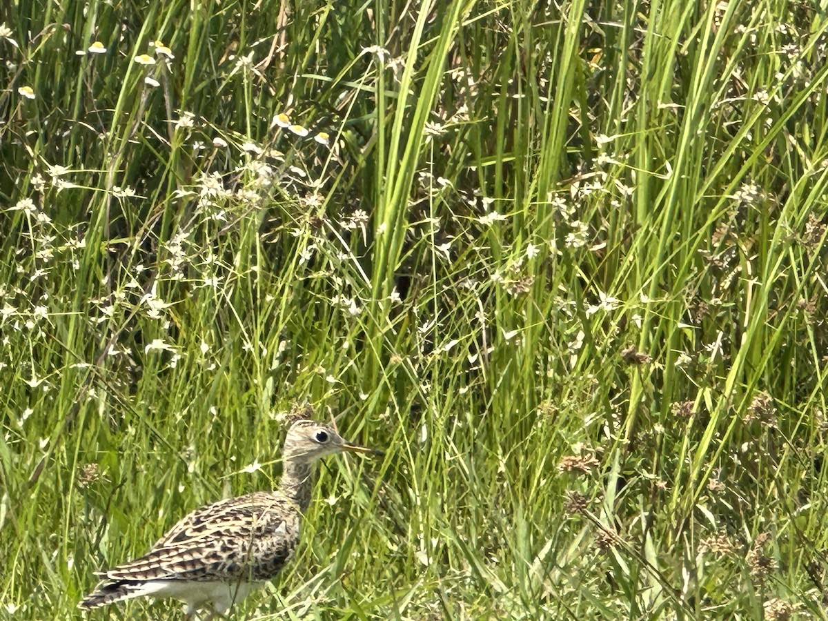 Upland Sandpiper - ML617365636