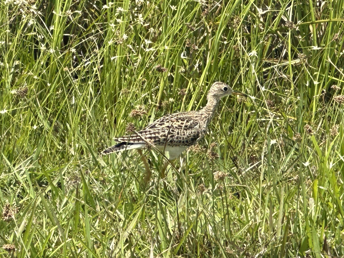 Upland Sandpiper - ML617365637