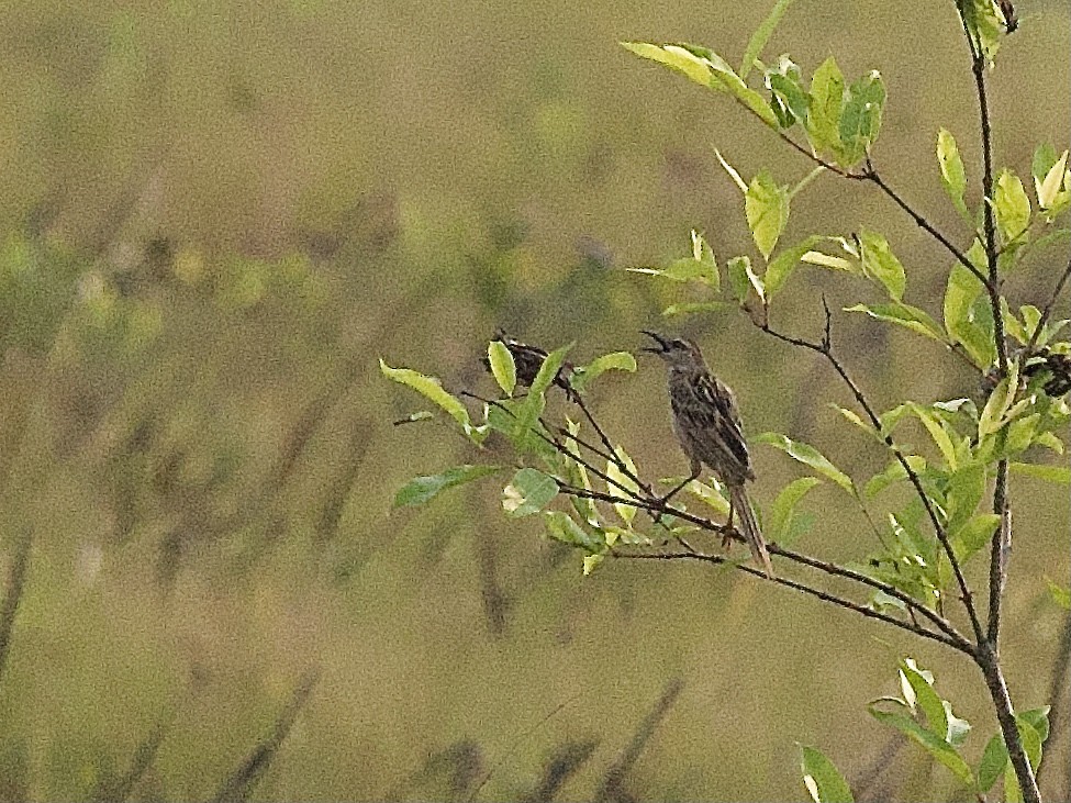 Striated Grassbird - ML617365642