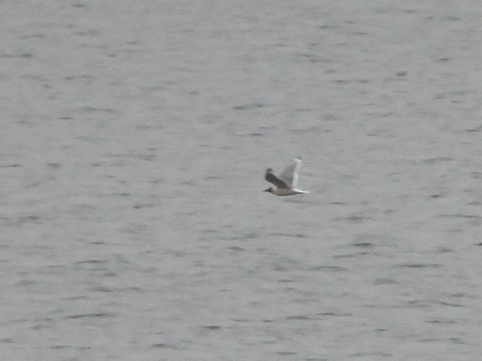 Franklin's Gull - Steven van der Veen