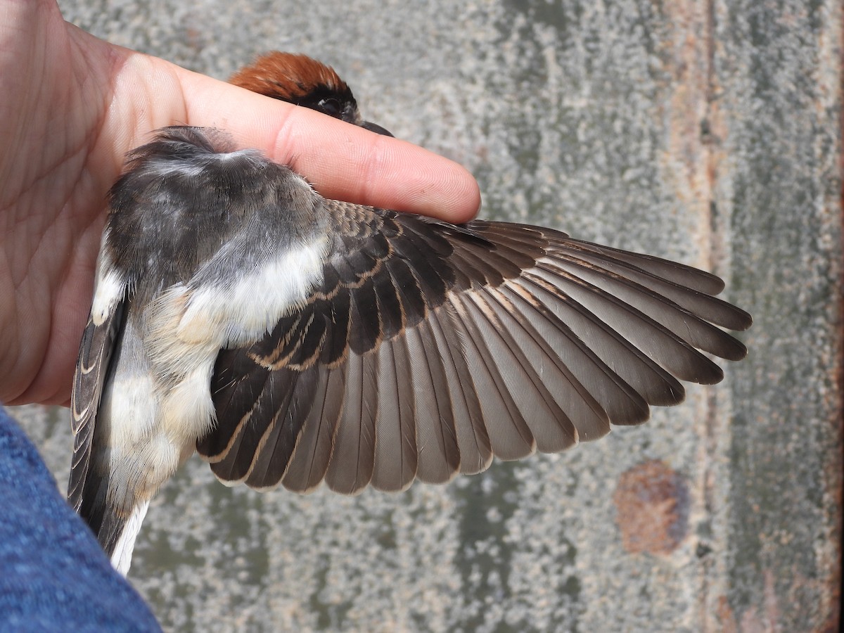 Woodchat Shrike - biel miquel