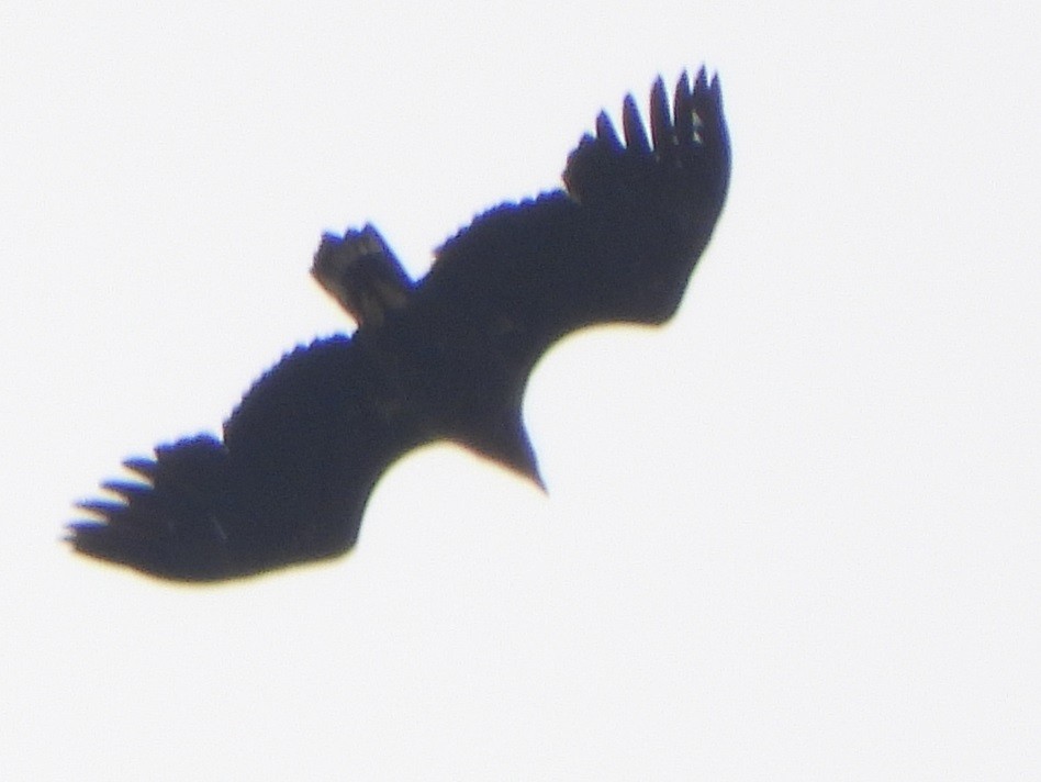 White-tailed Eagle - Jiří Šafránek