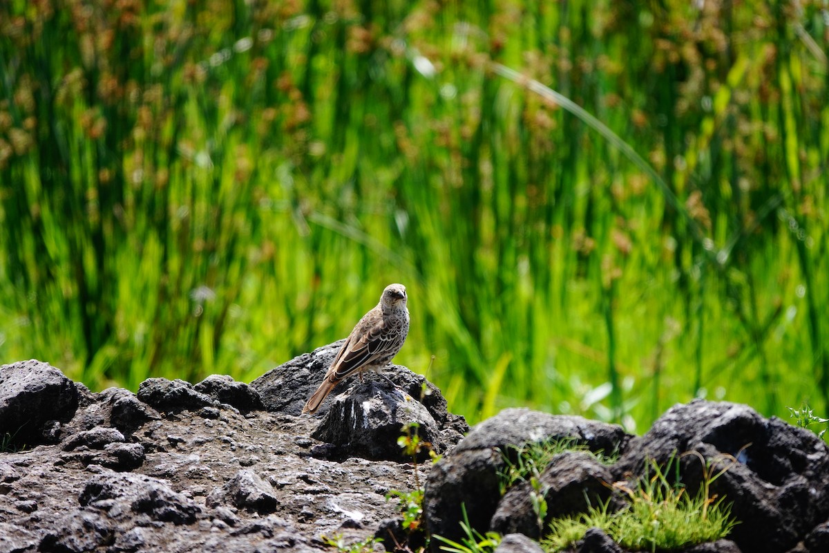 Rufous-tailed Weaver - ML617365683