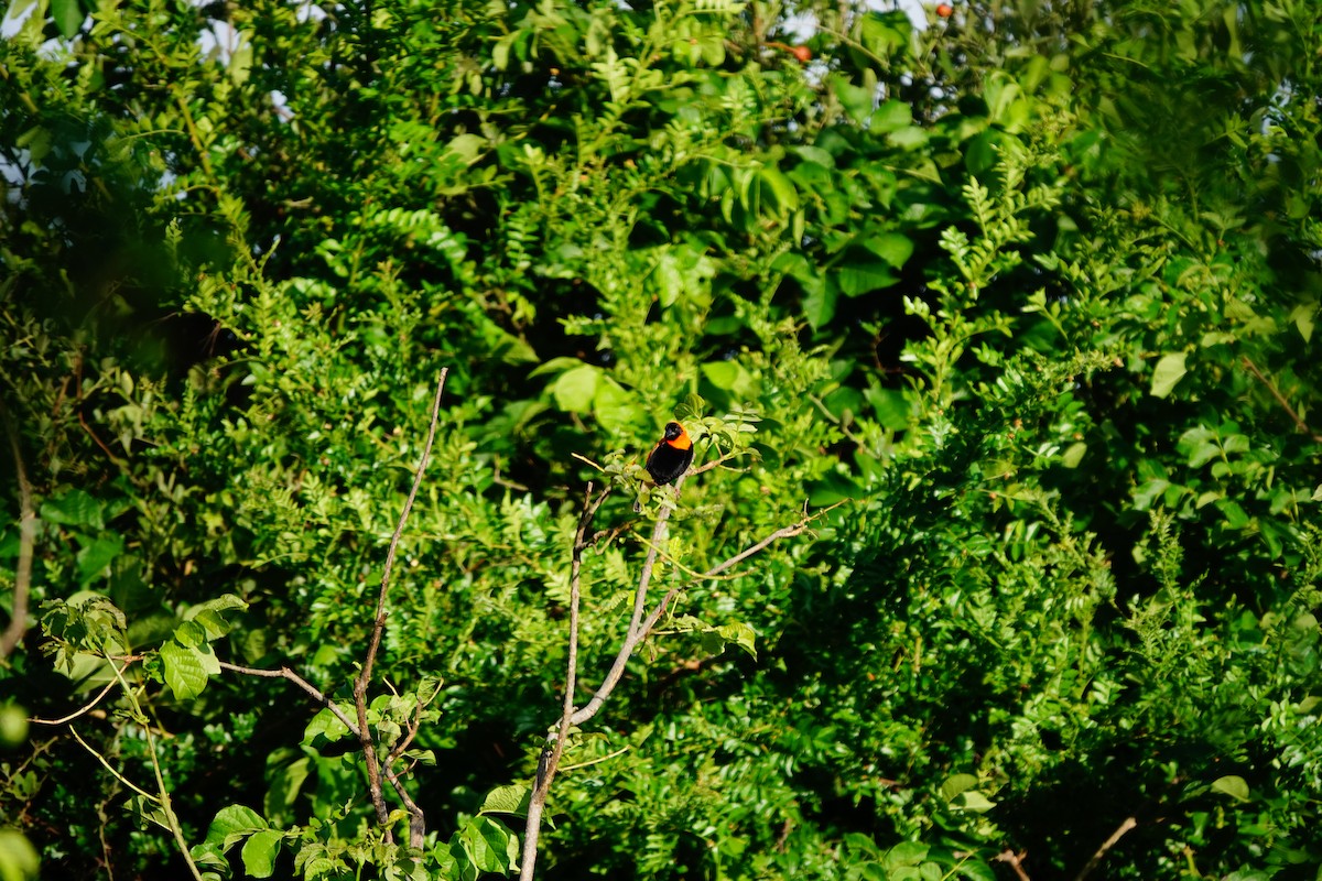 Black Bishop - ML617365684