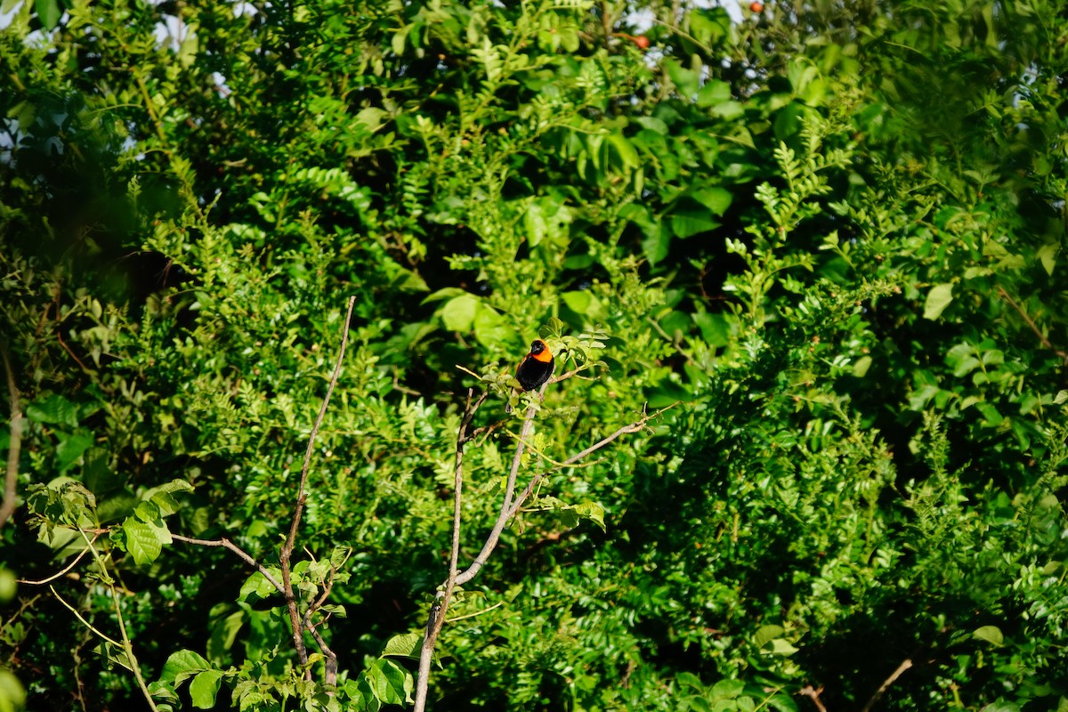 Black Bishop - ML617365686