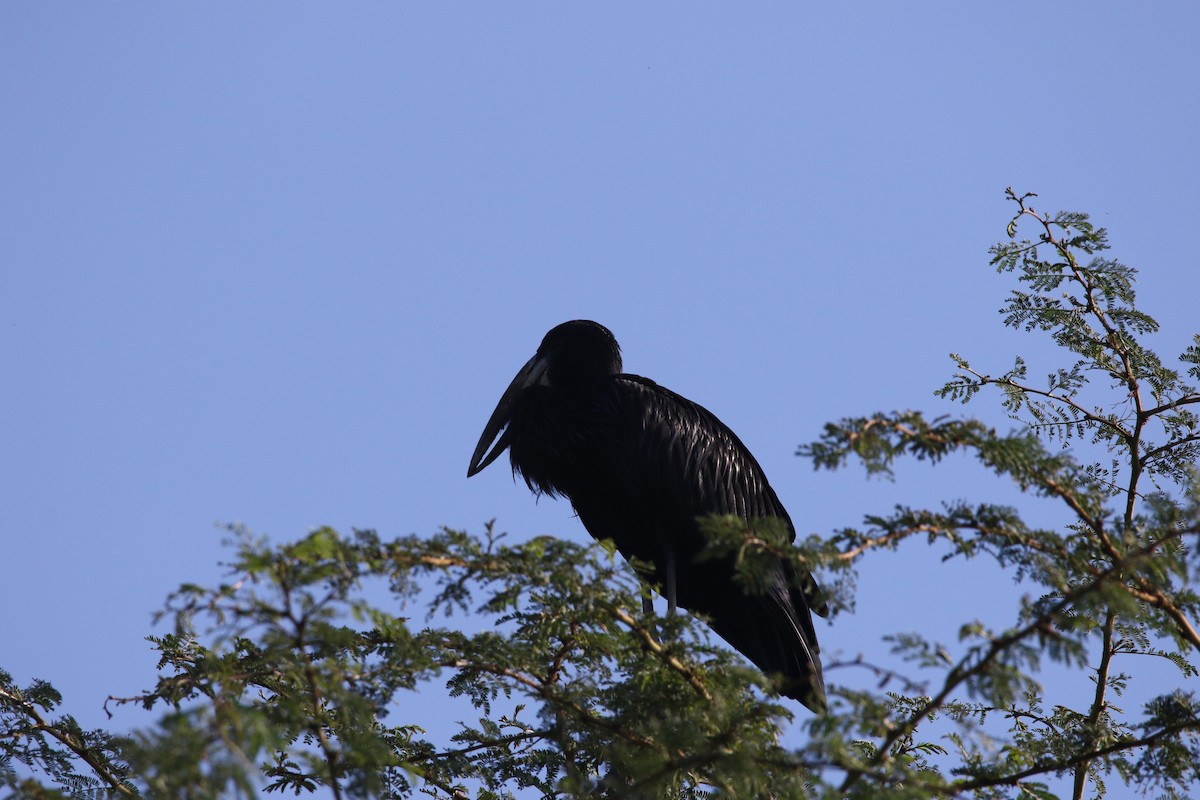 African Openbill - ML617365704