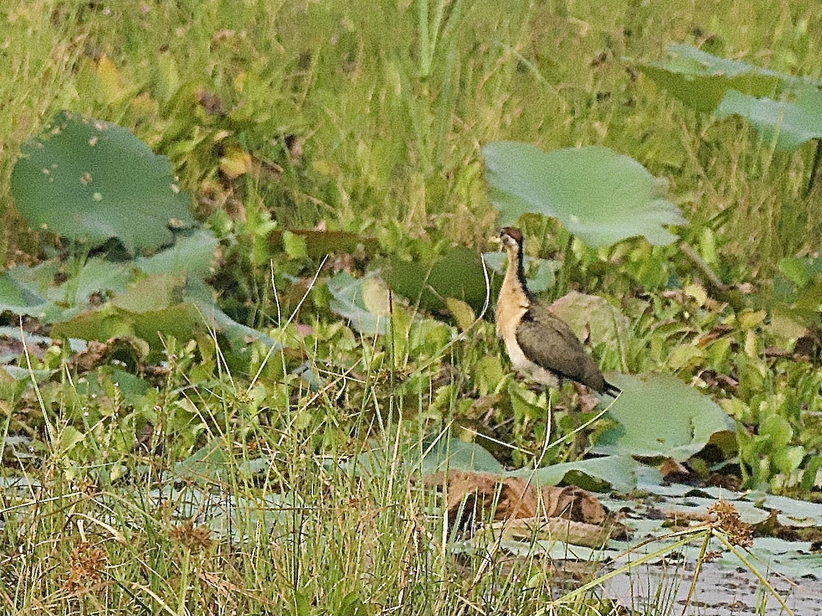 Jacana Bronceada - ML617365710