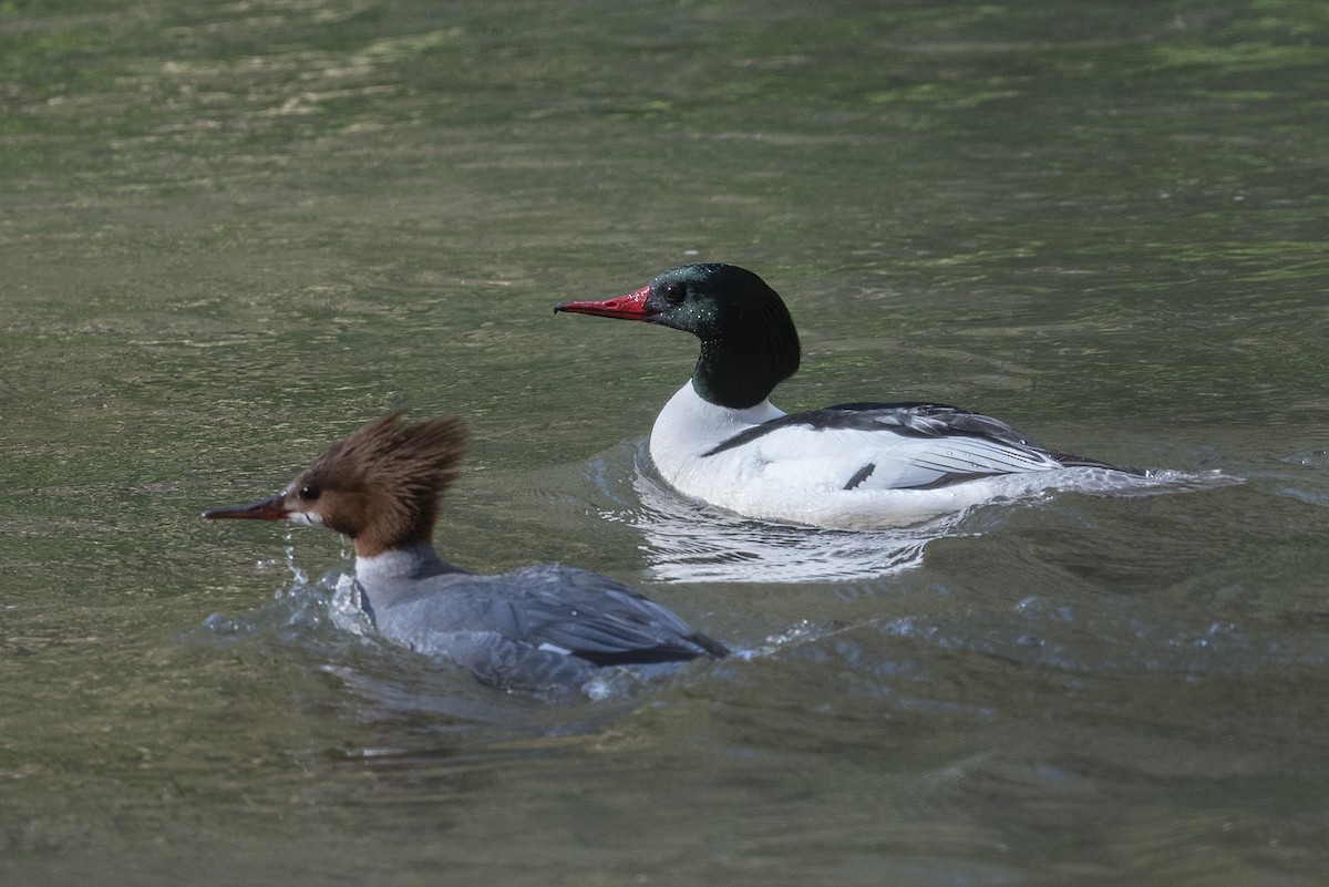 Common Merganser - ML617365733